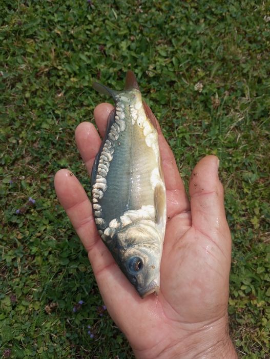 Karp karaś kroczek narybek karpia