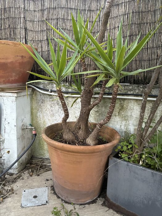 Yucca Grande com Vaso de Terracota