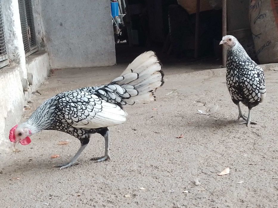 Casal sebright prata