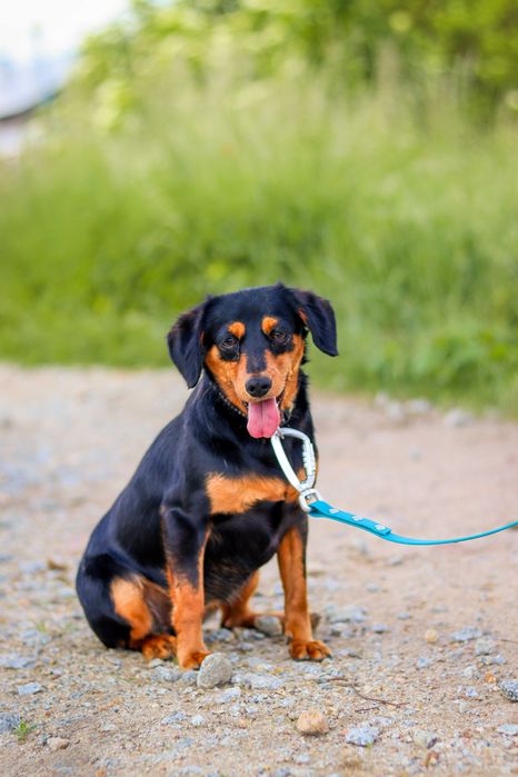 Malutka suczka, rok, do adopcji