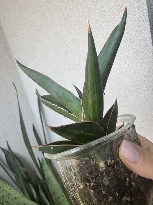 Sansevieria Robuscula variegated