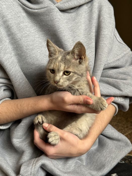 Кошенята хлопчики