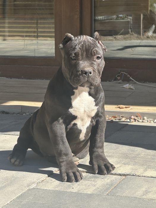 American bully xl
