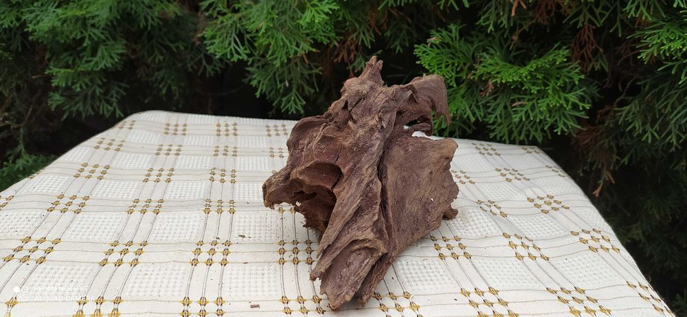 Korzeń mangrowca 22x14x10 cm