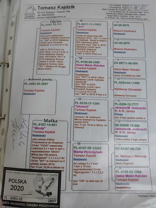 Gołębie pocztowe org. T. Kajdzik