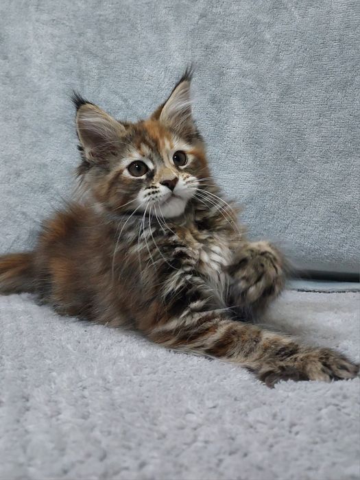 Дівчинка чорна мармурова черепаха