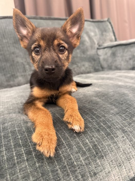 Безкоштовно віддам щеня