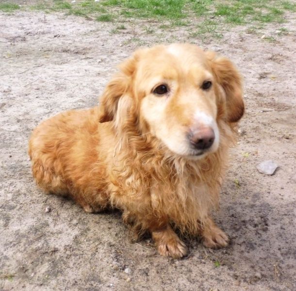 Śliczny Bentley poleca się do adopcji