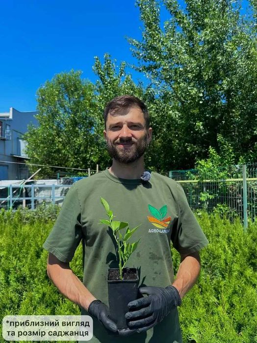 Саджанці цитрусових з розплідника (лимон, апельсин, мандарин, кумкват) + Подарунок