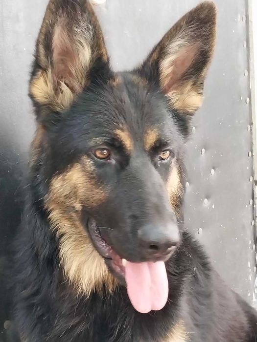 Продам цуценя німецької вівчарки