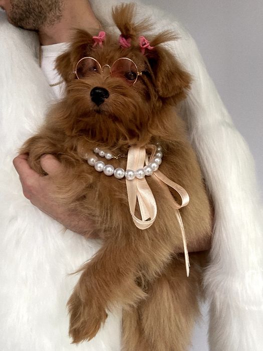 Помапу  краса, ніжність і любов в одному