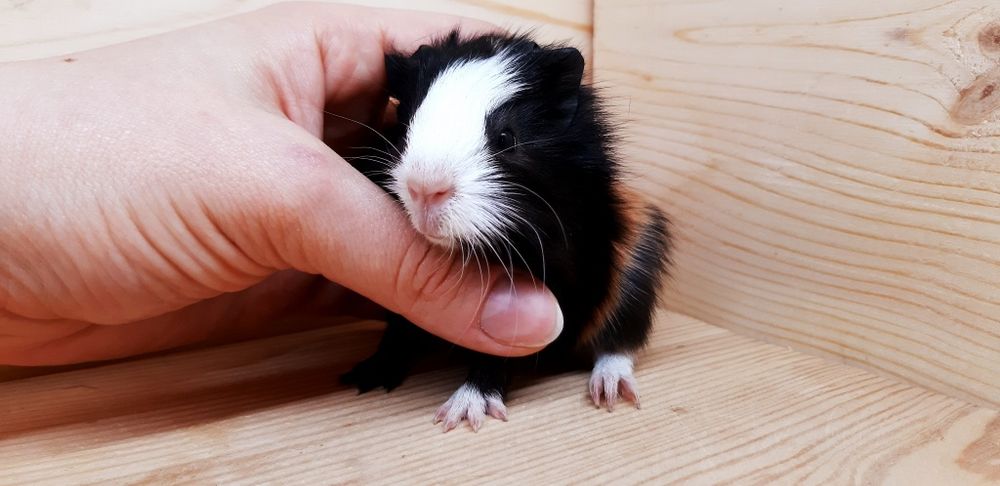 Морские свинки,клетки,корма,аксессуары