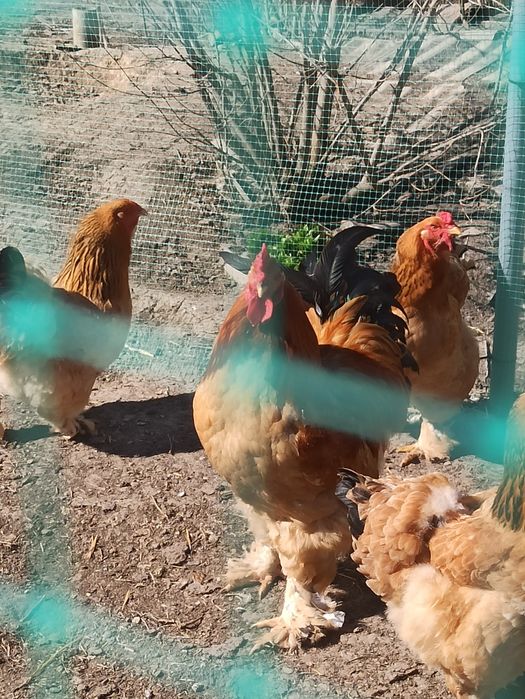 Продам петуха Брама