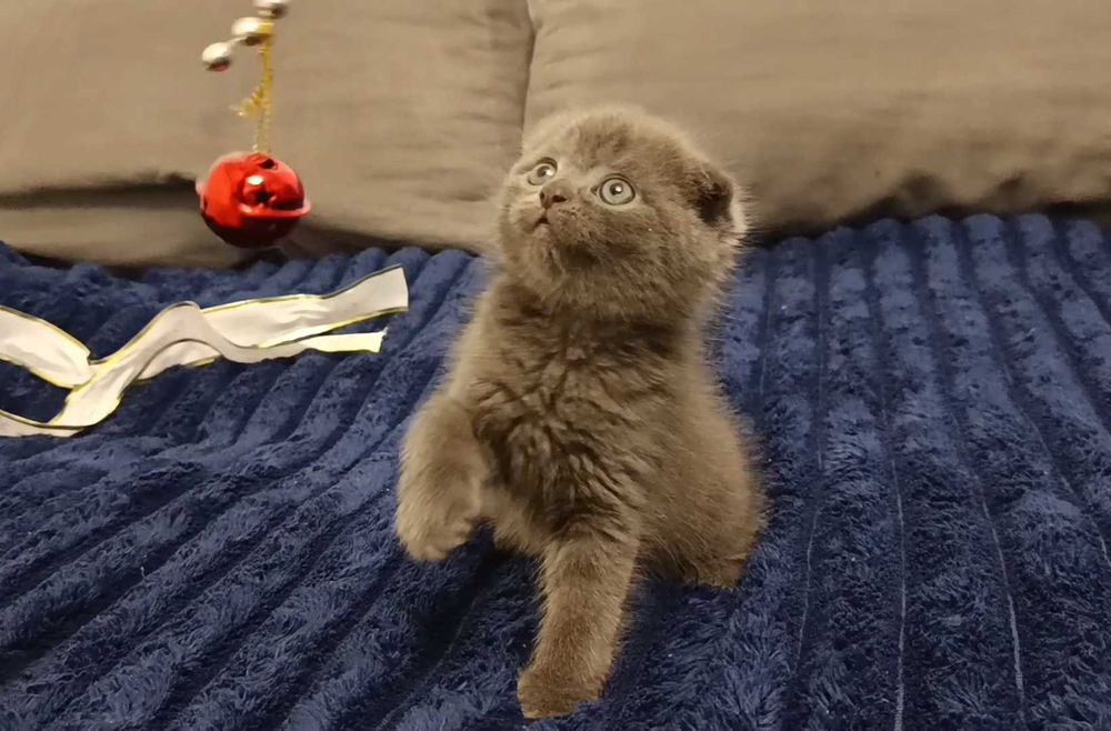 Милый шотландский вислоухий котёнок, мальчик, фолд