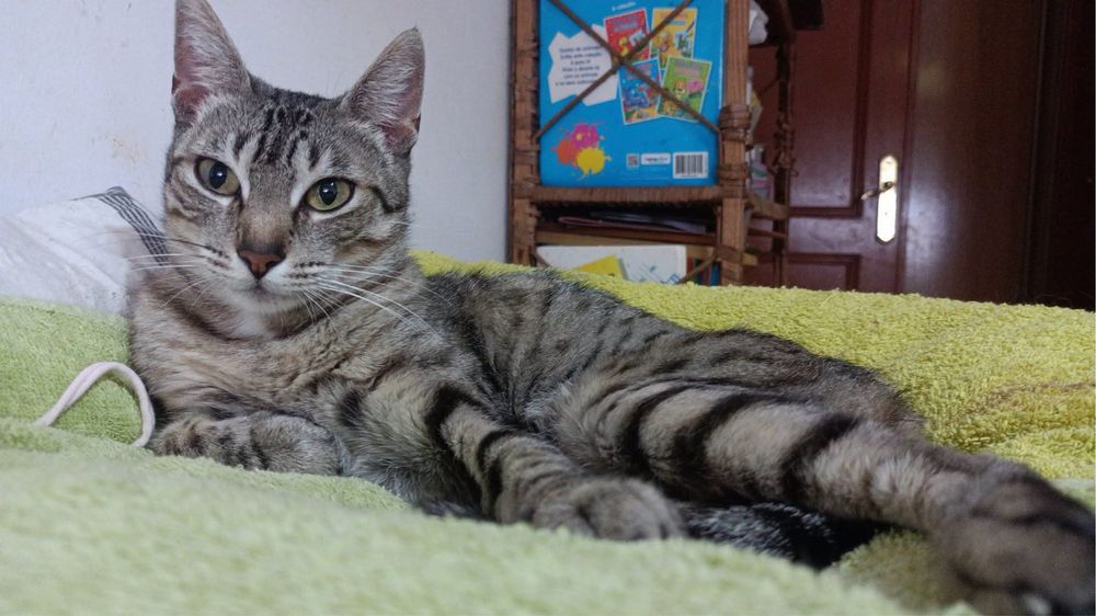 Gata jovem para adoção responsável