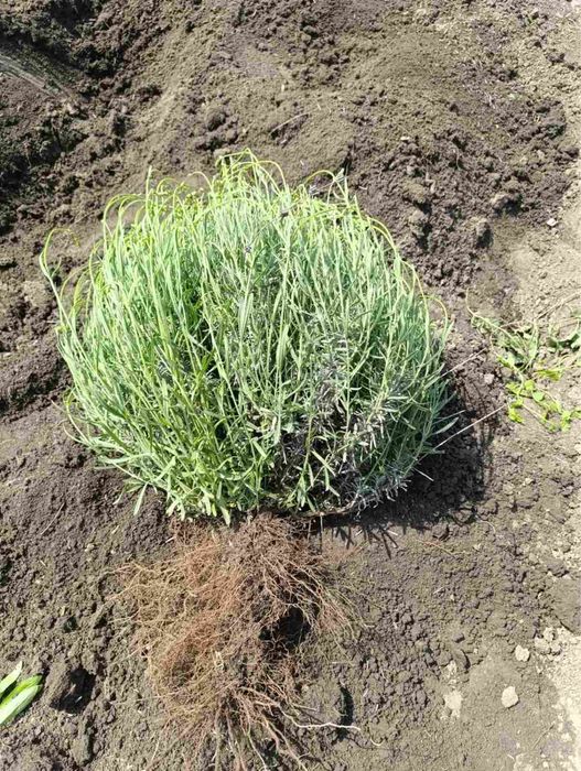 Лаванда. Смородина. Агрус. Великі, гарні кущі.