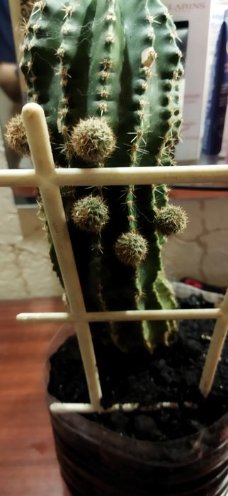 Цветы для дома или офиса: кактусы и «тещин язык»