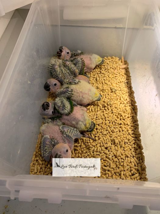 Aratingas sol bebes para cedencia