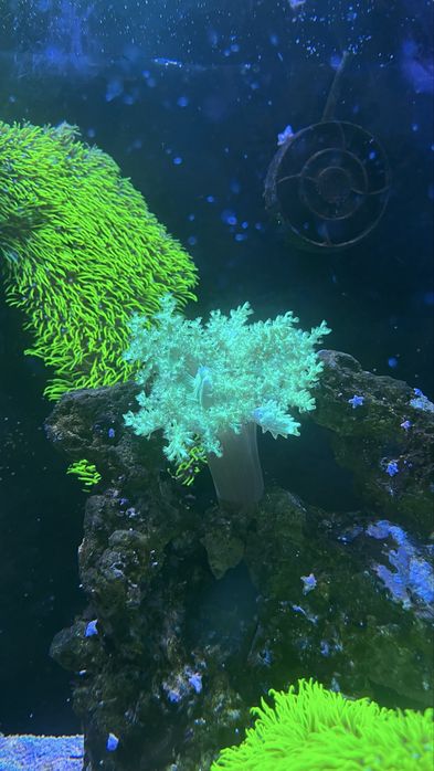 Corais green toxic kennya tree