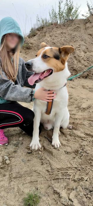 Laki,duży cudowny pies