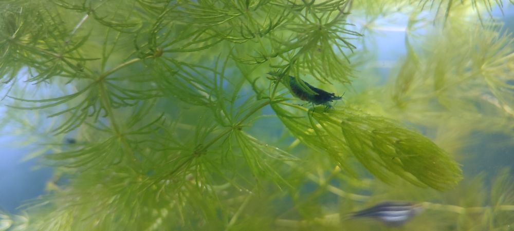 Neocaridina Blue Velvet