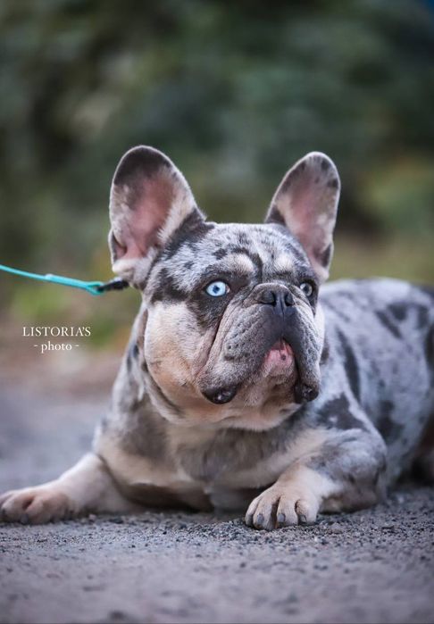 Наречений лілак мерлє тан