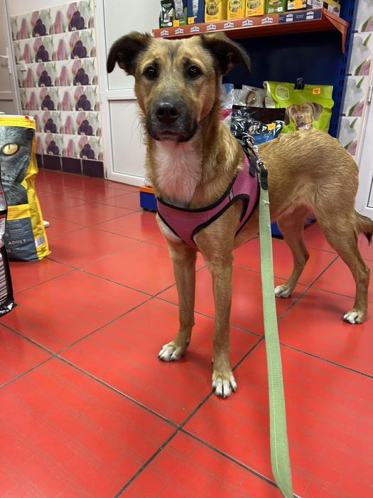 В поисках семьи очень добрый мальчик