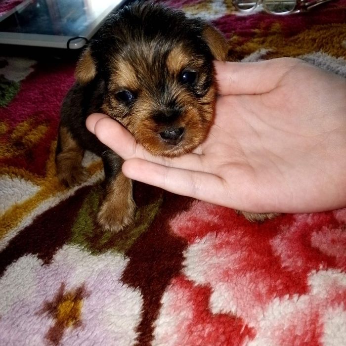 Продам йорків окрасу блю мерле.