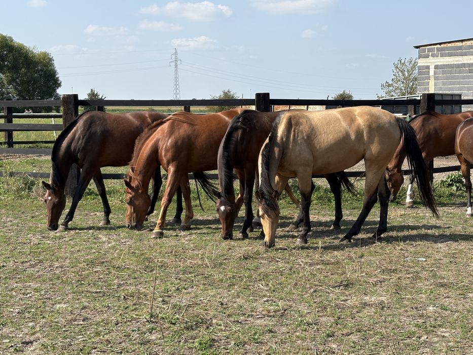 Na sprzedaż konie 2-7 lat