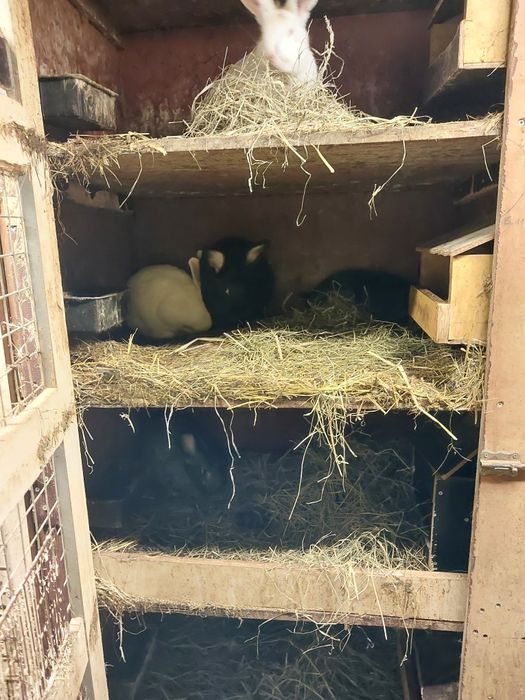 Sprzedam tuszki królicze