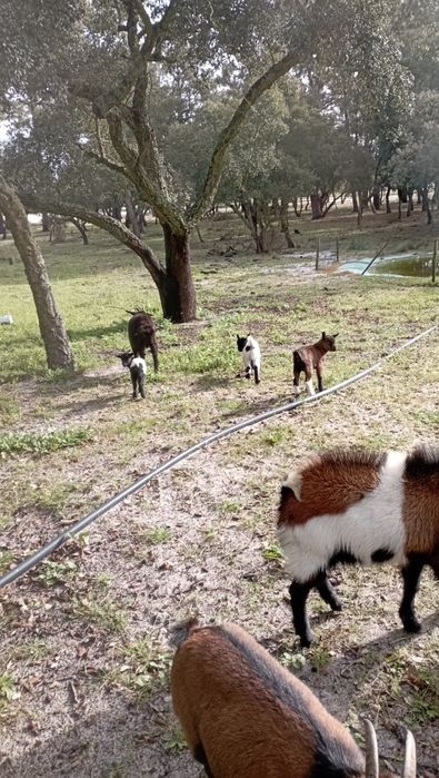 Cabras Anãs Chibo Anão