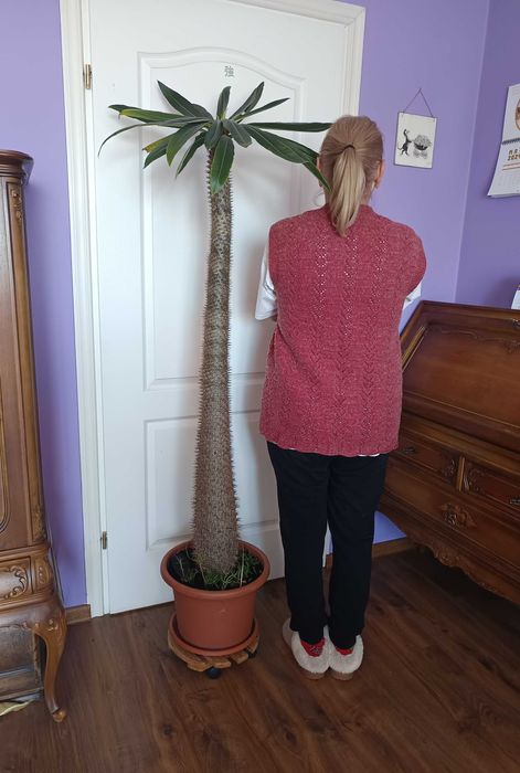 Palma madagaskaru (pachypodium lamerei) WIELKA
