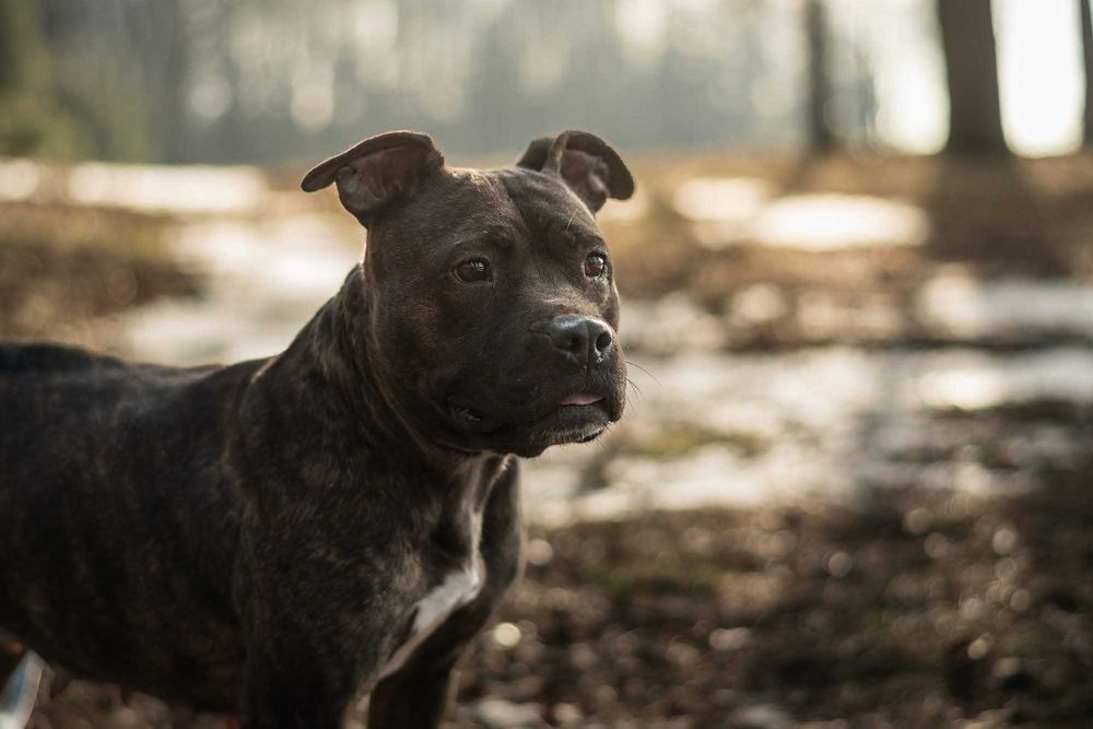 Dorosła suczka w typie staffika do adopcji