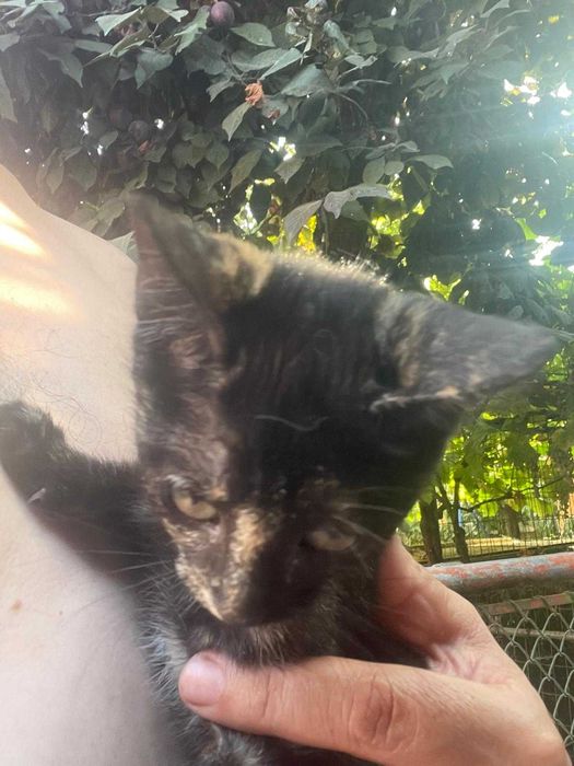Gatinha procura novo lar - para adoção responsável