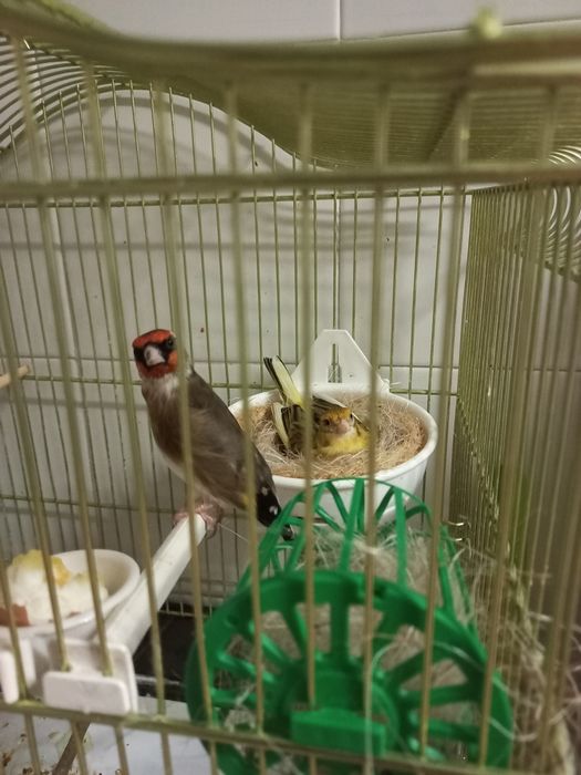 gaiola com tudos lindos