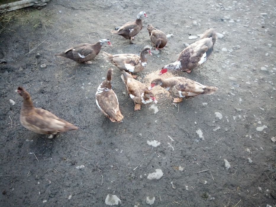 Продам індокачок шипунів