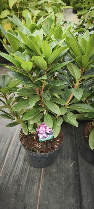 Rhododendron Różanecznik