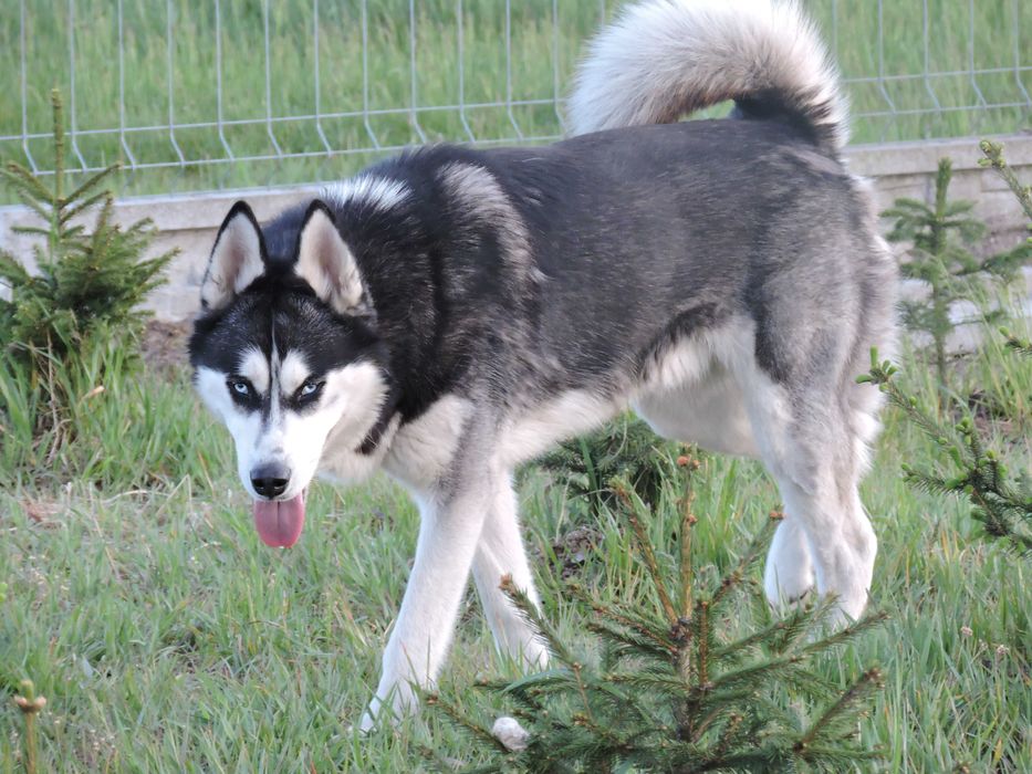 Szczeniak Syberian Husky niebieskooki