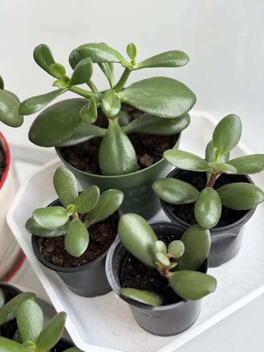грошове дерево (Crassula ovata) – великі та маленькі саджанці!