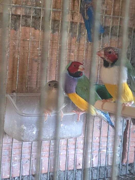 Vendo pássaros Diamante-de-gould