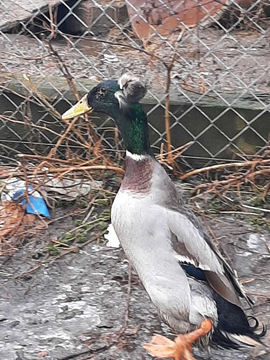 kaczki biegus indyjski kaczor z czubem