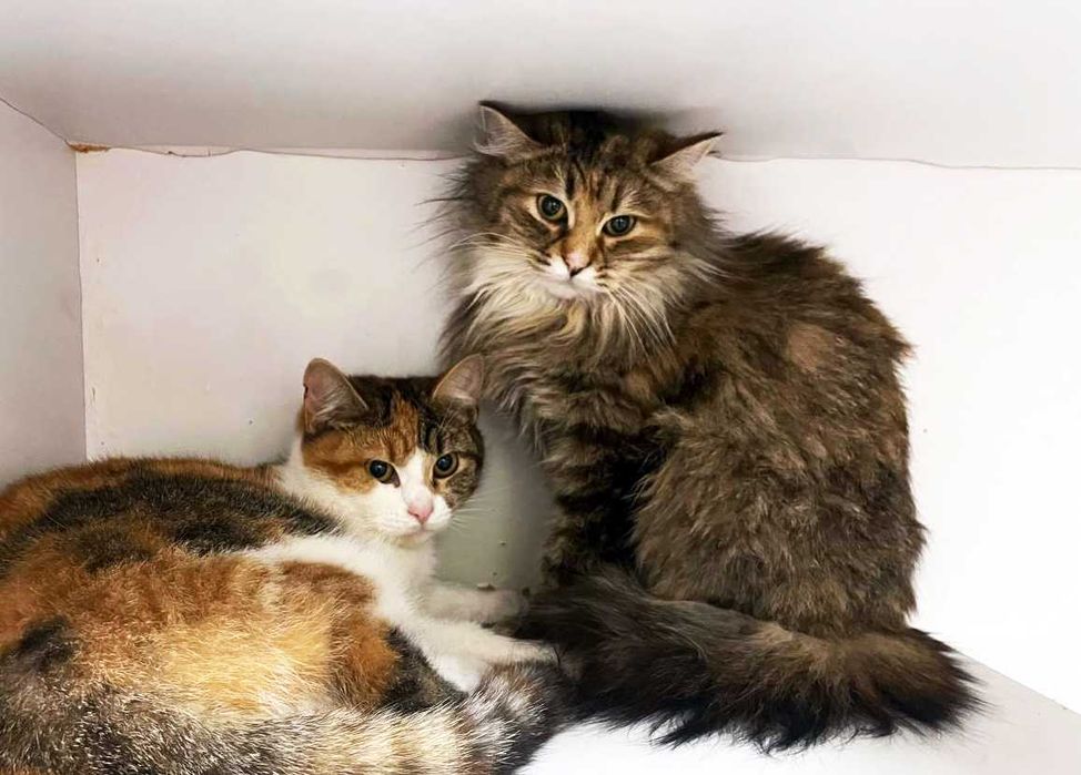 Дуже ніжна киця Тесса шукає дім, 10 міс, стерилізована, кішка, кошка