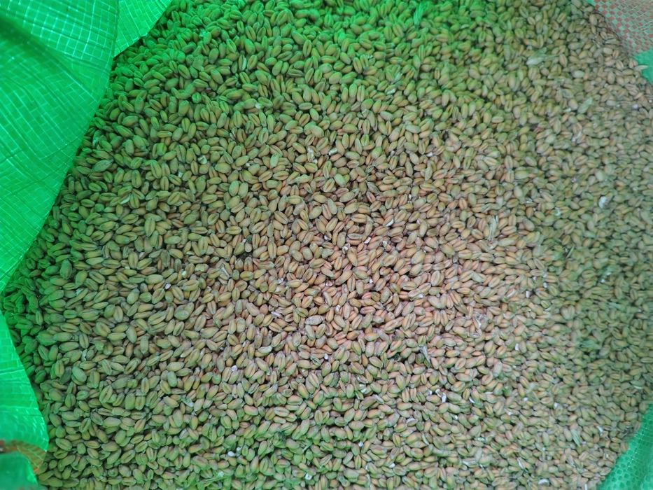 Sprzedam owies zbiór 2025