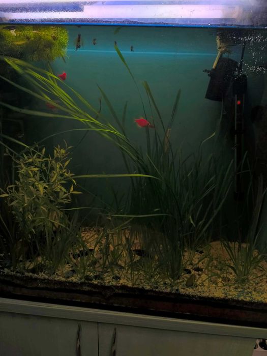 Sprzedam Akwarium z szafką 170l (80x35x60)