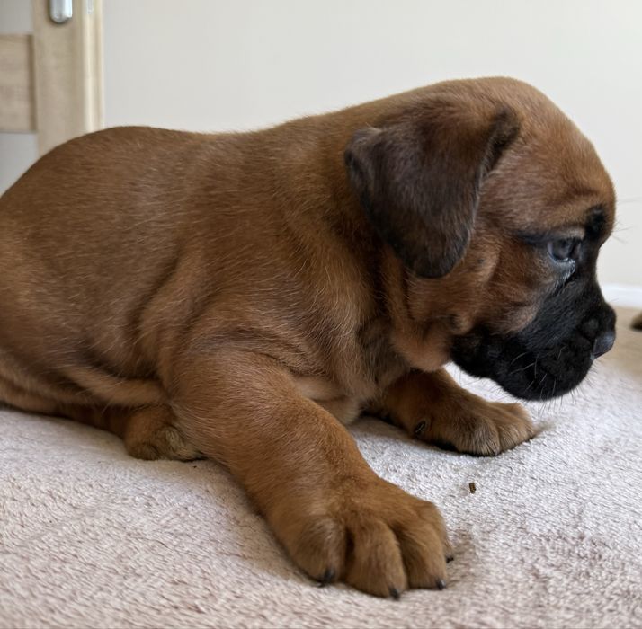 Cane Corso mocna suczka