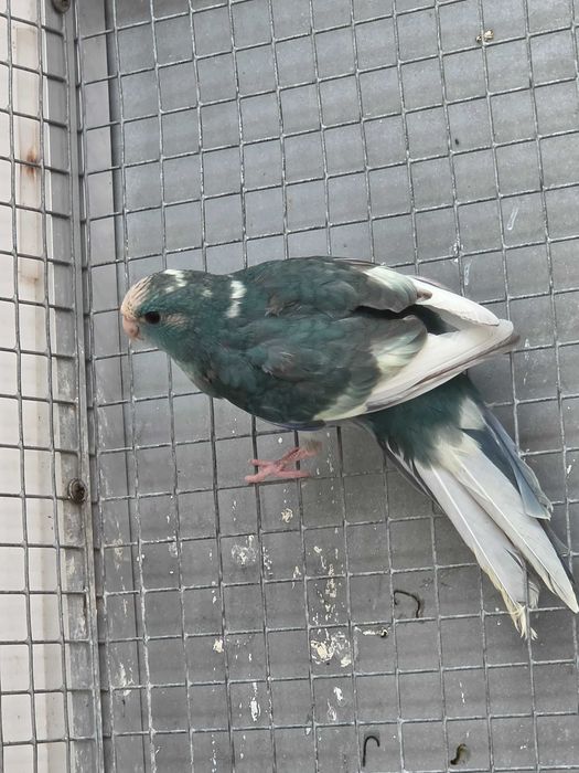 Kakarikis Verdes, Amarelos, Azuis, Cremes, Spangle