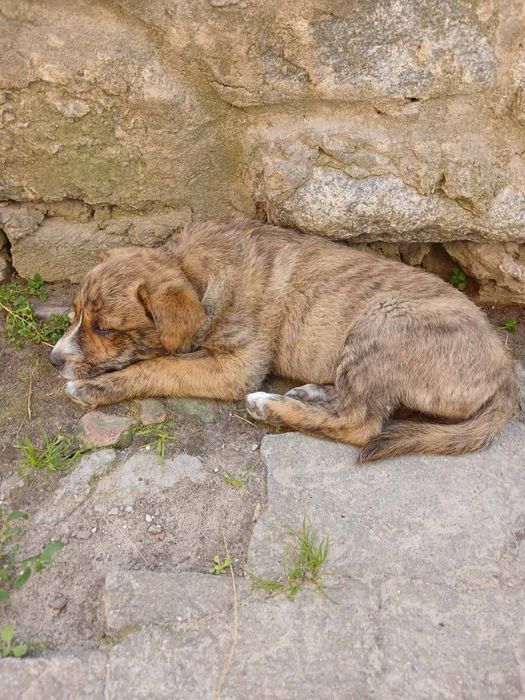 Віддам в добрі руки