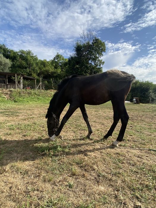 Poldro lusitano