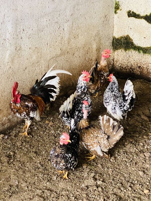 Ovos de garnisés carecas miniatura.