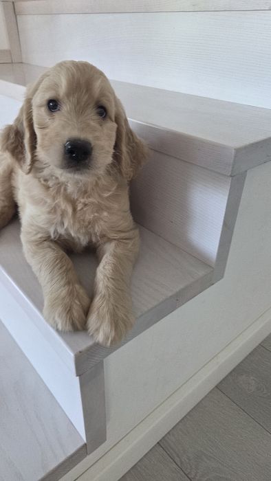 Goldendoodle suczka do odbioru